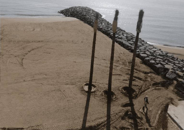A worker walks near three tall, newly planted palm trees on a sandy beach. The beach features a stone breakwater extending into the calm sea, which is visible in the background. The area around the trees shows signs of recent planting and light tire tracks.
